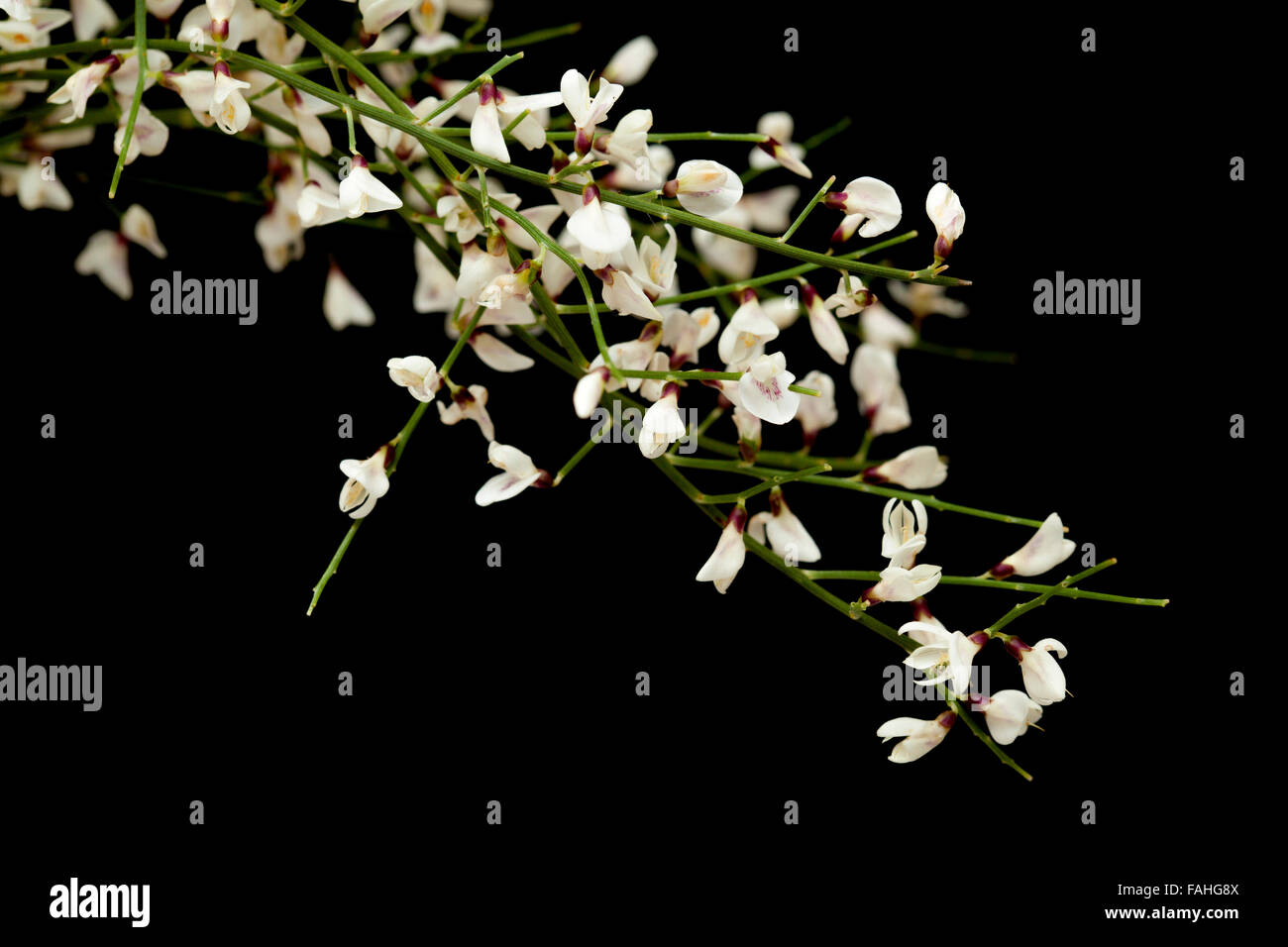 Retama rhodorhizoides, Bridal Veil ginestra endemica di Isole Canarie, isolato su nero Foto Stock