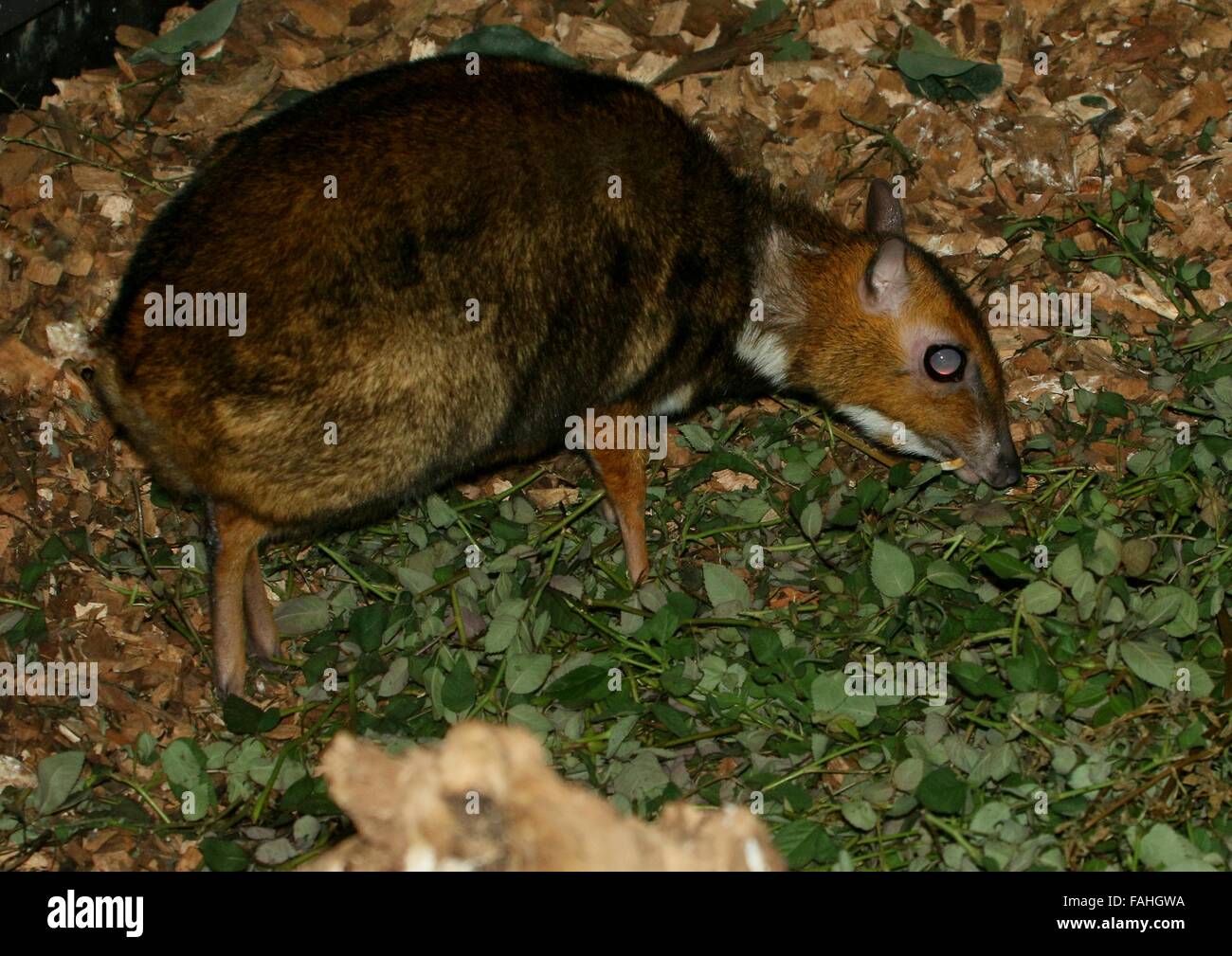 Maschio mouse filippino deer (Tragulus nigricans), a.k.a. Balabac Chevrotain o Pilandok localmente Foto Stock