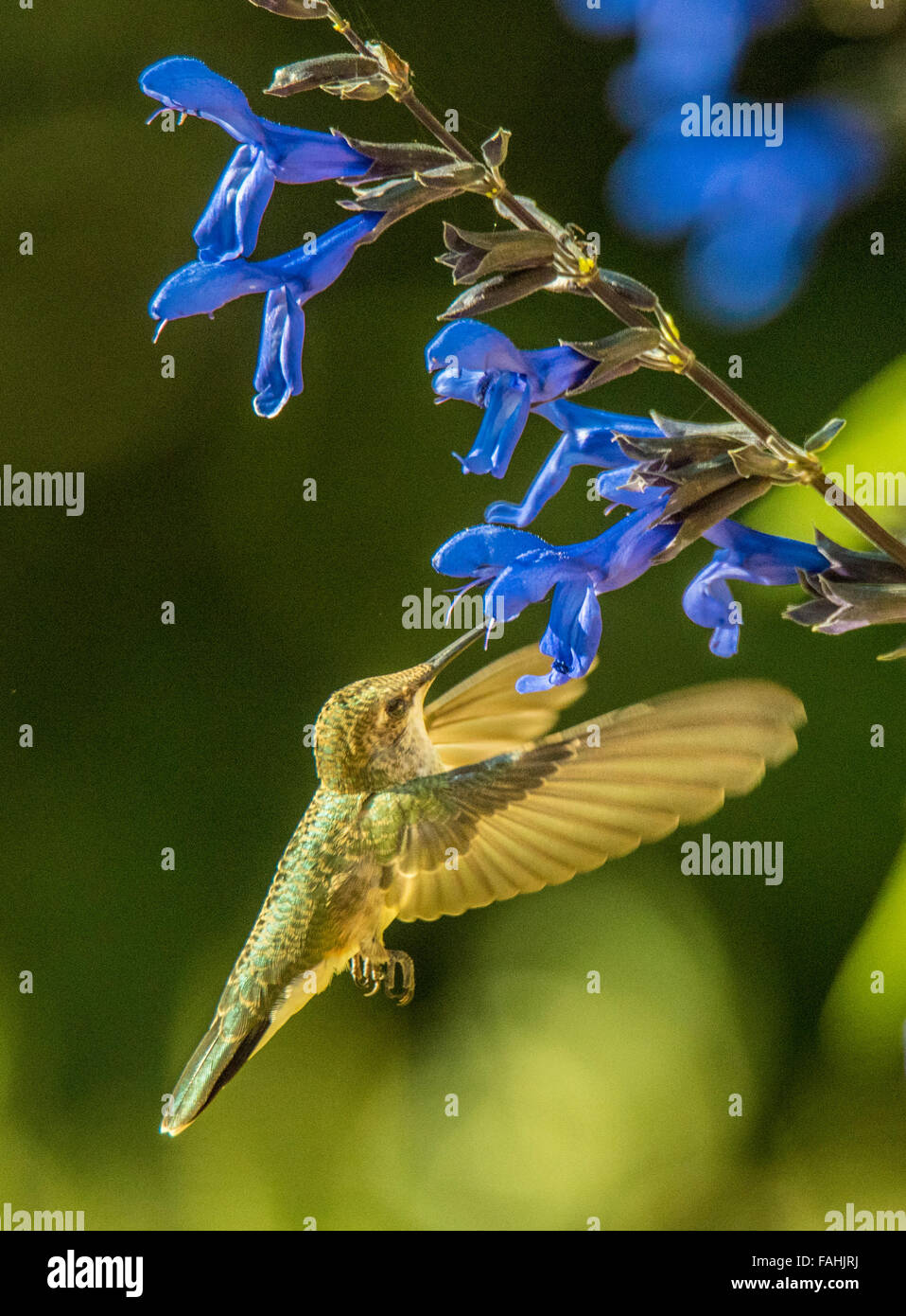Uccelli, Hummingbird alimentazione su Nectar. Anice salvia/Black & Blue (Salvia quaratia) fiore.Idaho, Stati Uniti d'America Foto Stock