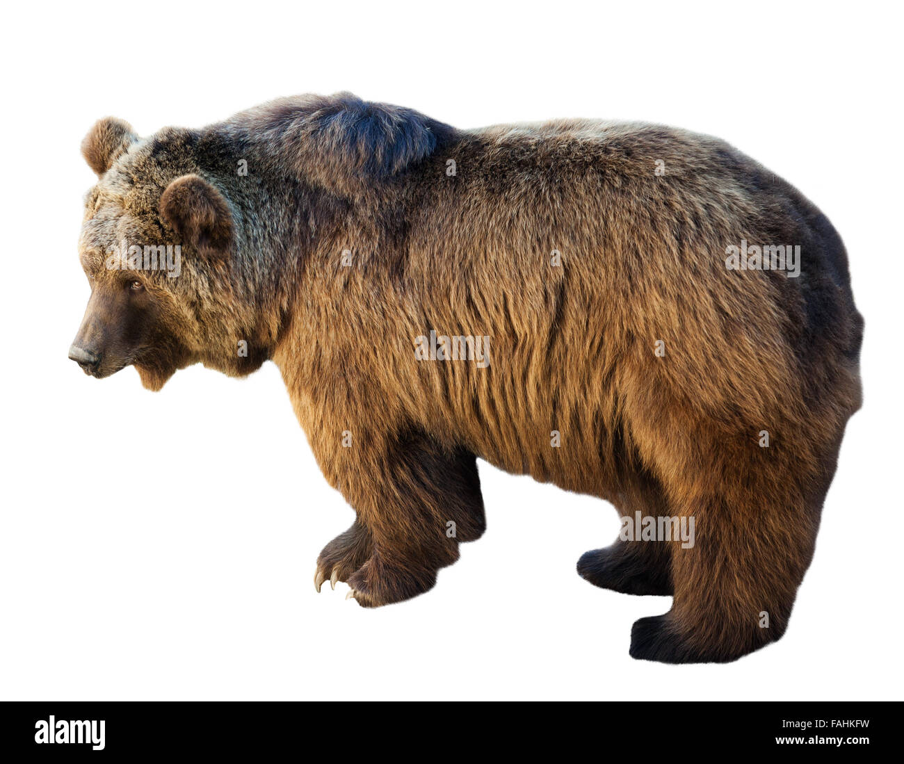 In piedi orso bruno su sfondo bianco w Foto Stock