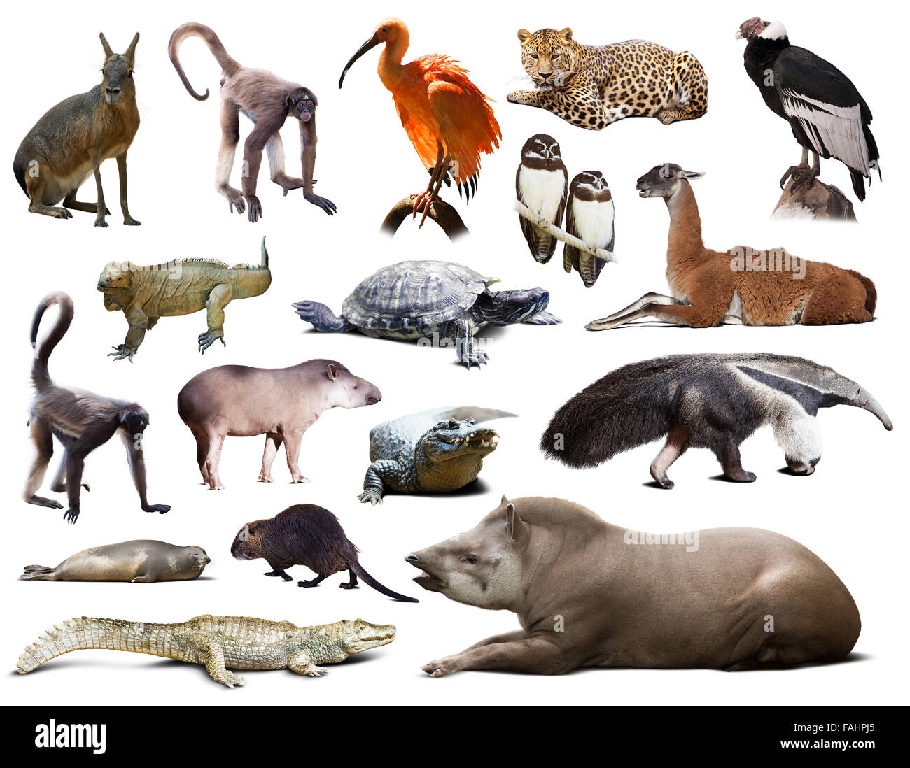 Set di tapiro, mara e gli altri animali del Sud America su sfondo bianco Foto Stock