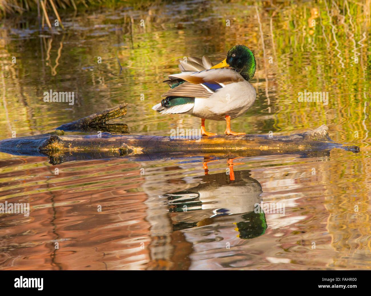 Maschio colorati Mallard duck appollaiato su un log in stagno riflettente, MK Centro Natura, Idaho, Stati Uniti d'America Foto Stock