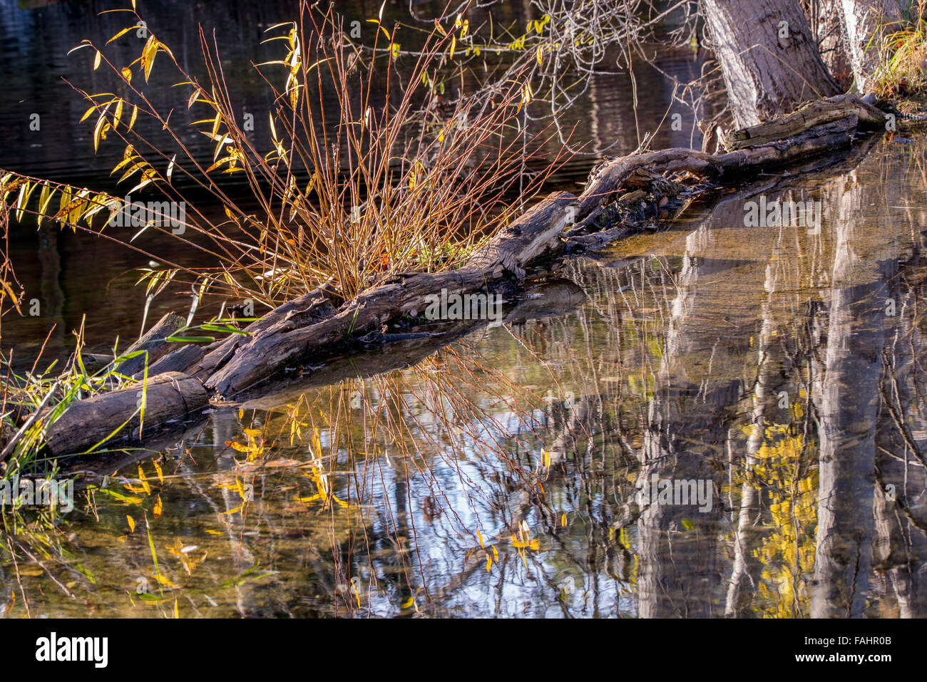 Bella palude stagno con acqua riflessi di alberi d'autunno. MK Centro Natura Boise, Idaho, Stati Uniti d'America Foto Stock