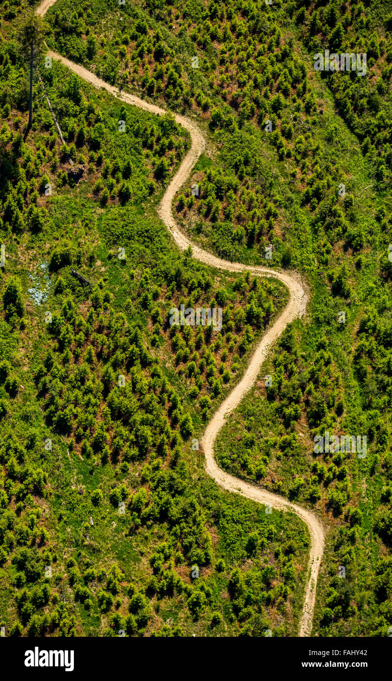 Vista aerea, percorso tortuoso, prato, conifere, pini, avvolta ad anello percorso di montagna a brughiera capanna a Niedersfeld, Rothaarhills, Foto Stock