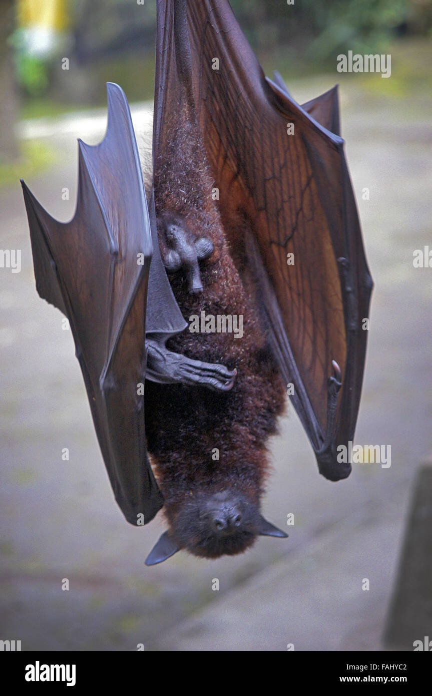 Bat risveglio dal pisolino pomeridiano Foto Stock