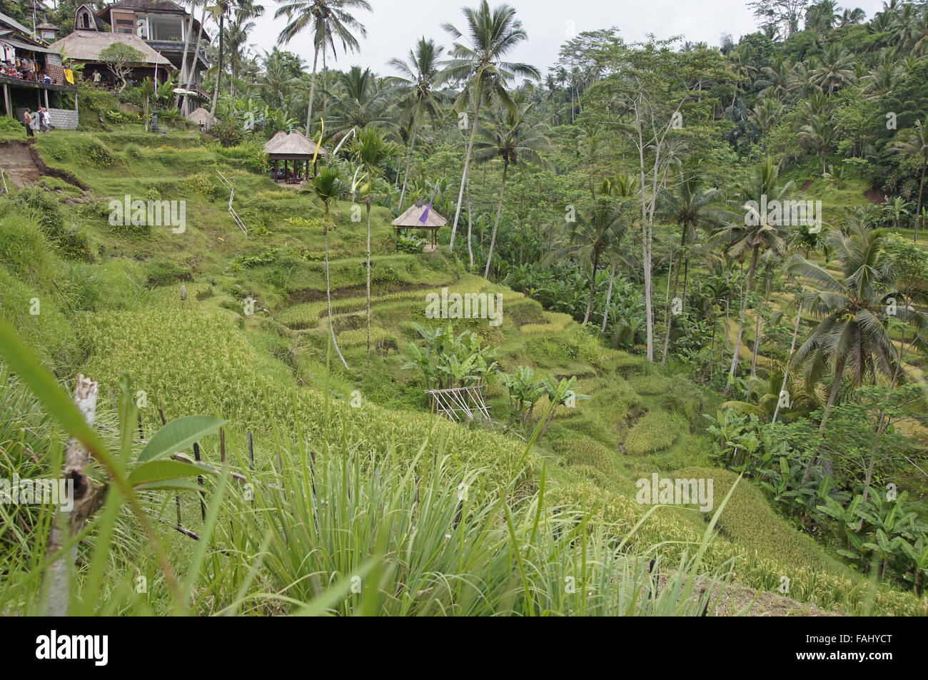 Terrazzamenti risaie di Bali Foto Stock