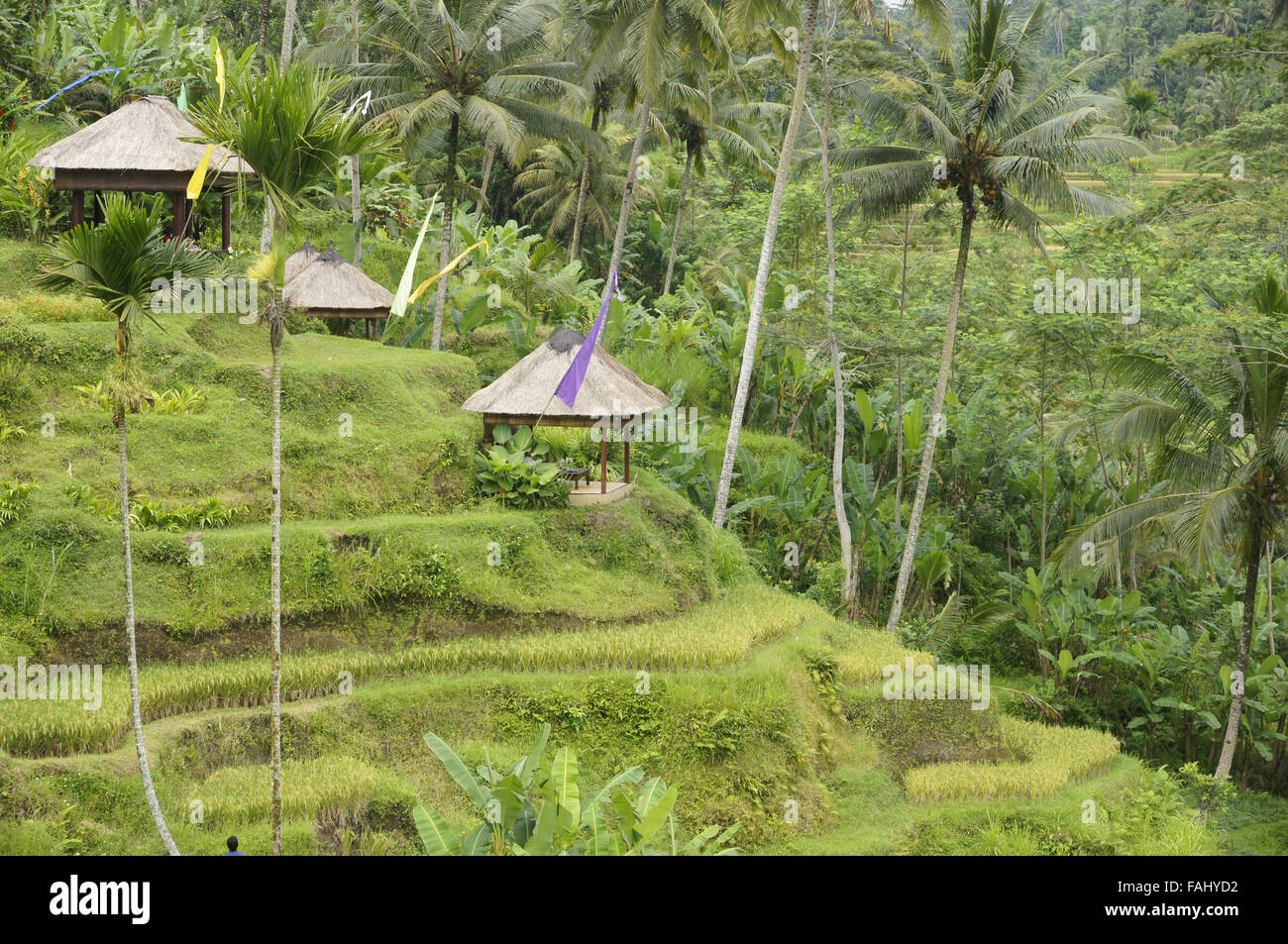 A schiera campo di risone di Bali Foto Stock