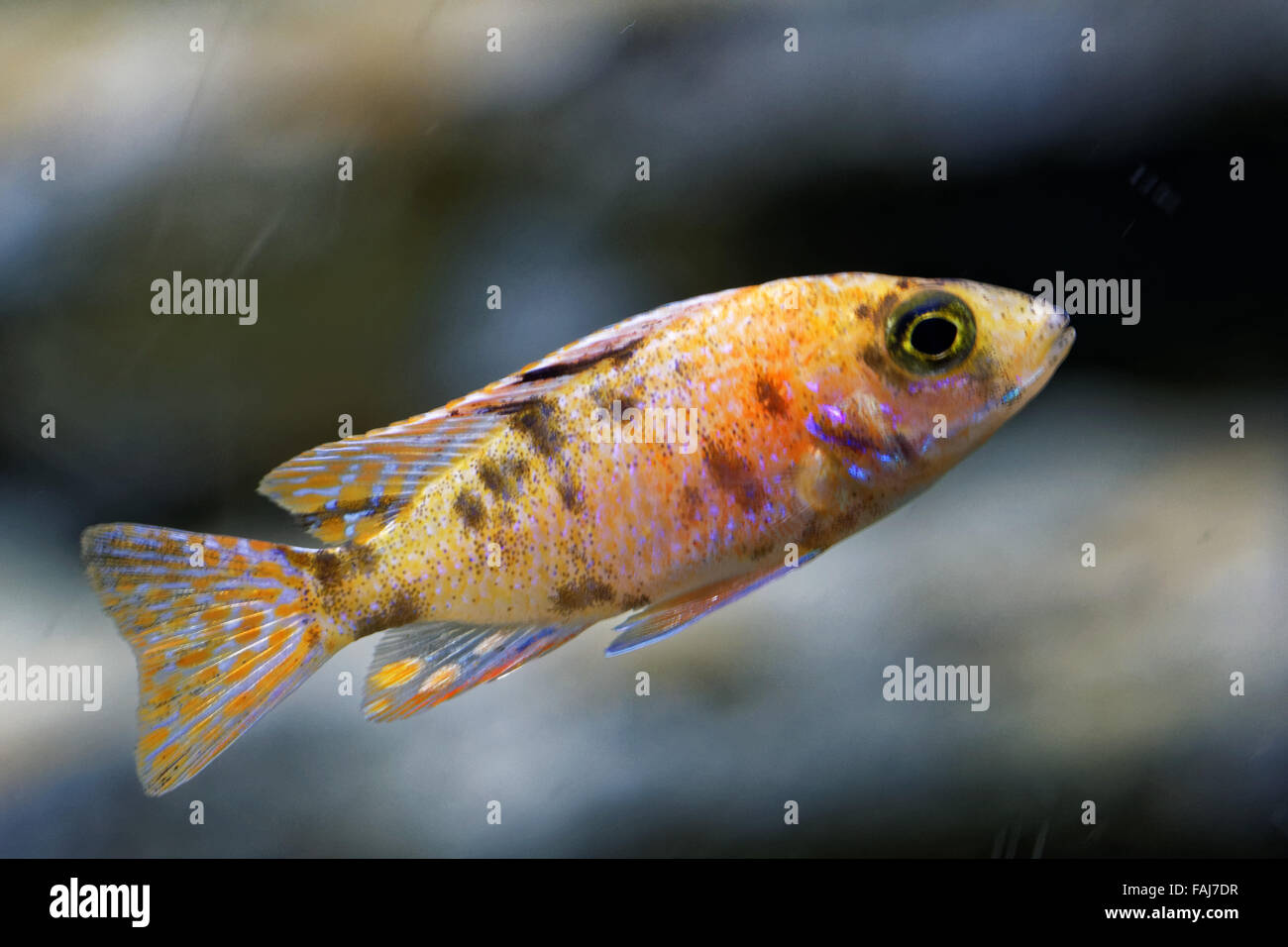 Cichlids sono pesci dalla famiglia Cichlidae nell'ordine Perciformes. Foto Stock