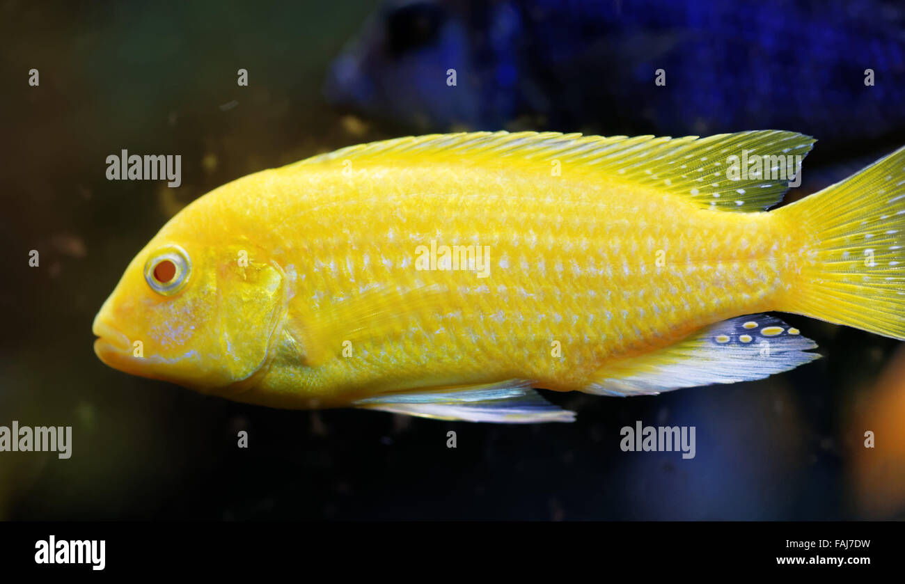 Cichlids sono pesci dalla famiglia Cichlidae nell'ordine Perciformes. Foto Stock