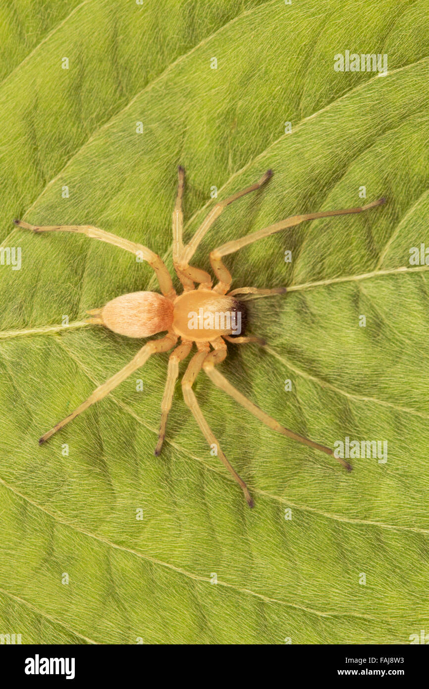 Spider, Cheiracanthium sp., Aarey colonia di latte, India Foto Stock
