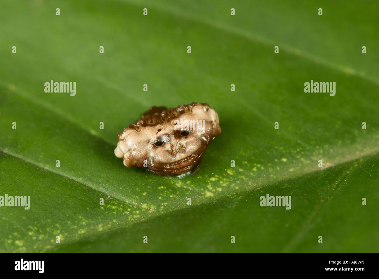 La caduta degli uccelli imitano spider, Cyrtarachne sp., Aarey colonia di latte, India Foto Stock