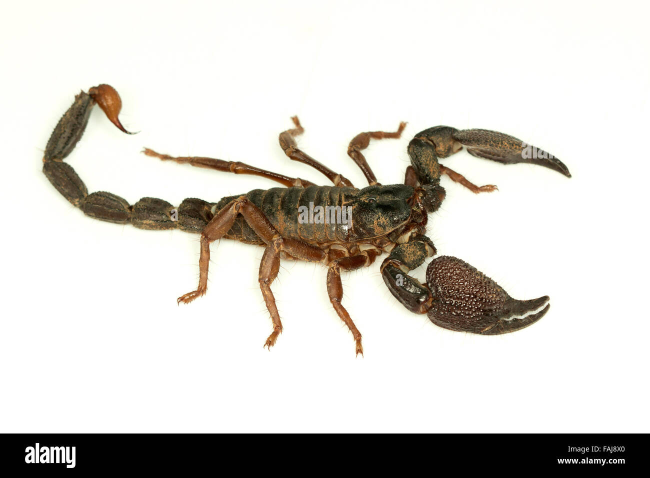 Scavando scorpion, Heterometrus sp, le BCN, Bangalore, India Foto Stock