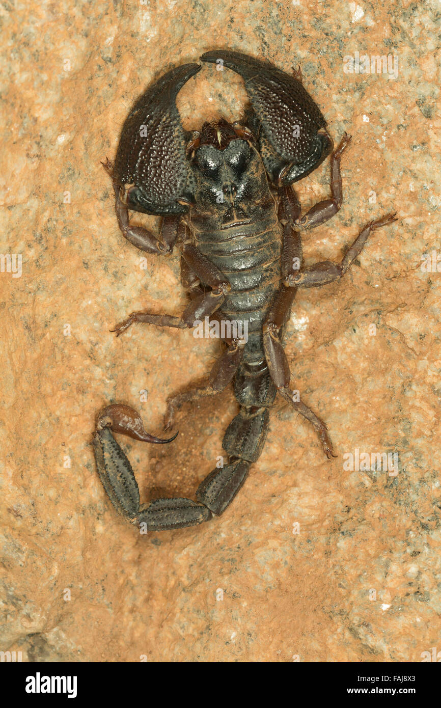 Scavando scorpion, Heterometrus sp, le BCN, Bangalore, India Foto Stock
