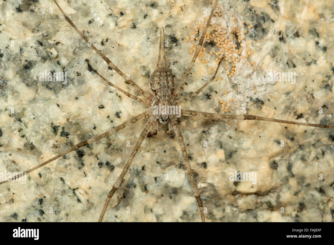 Due croci spider, Hersilia sp., le BCN, Bangalore, India Foto Stock