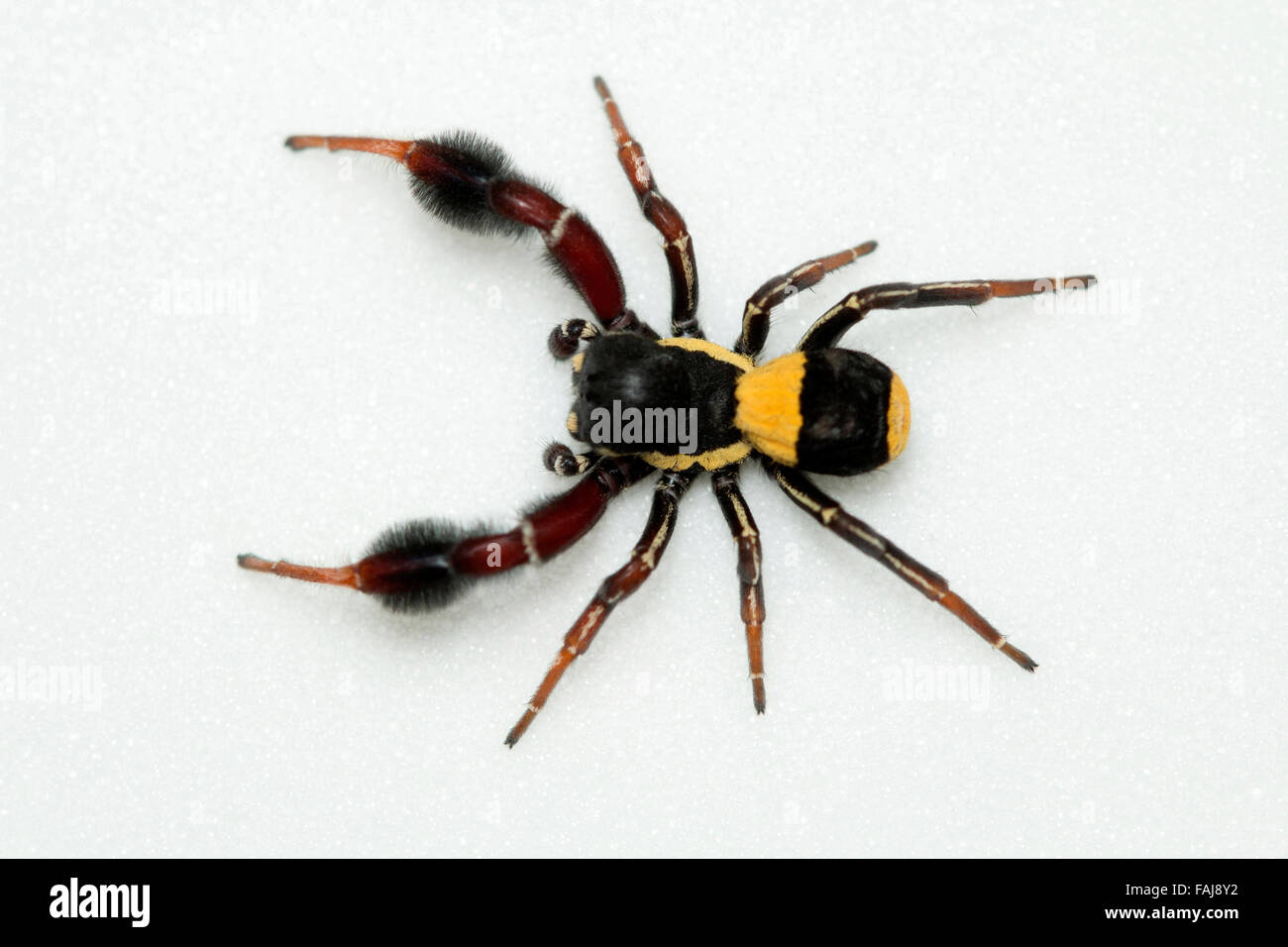 Spider, Stegodyphus tibiale, le BCN, Bangalore, India Foto Stock