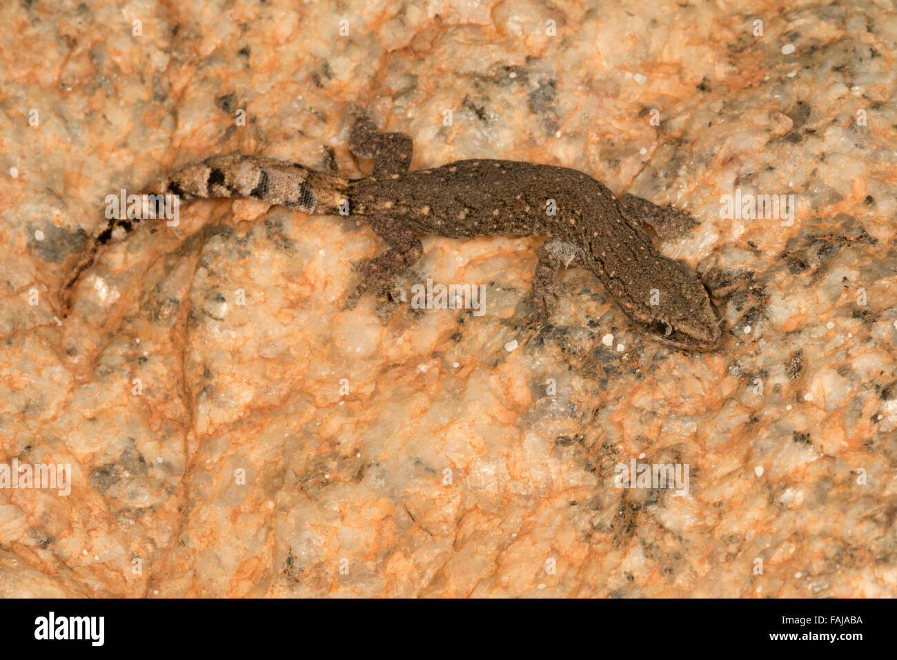 WESTERN WORM GECKO Hemiphyllodactylus sp., le BCN, Bangalore, India Foto Stock