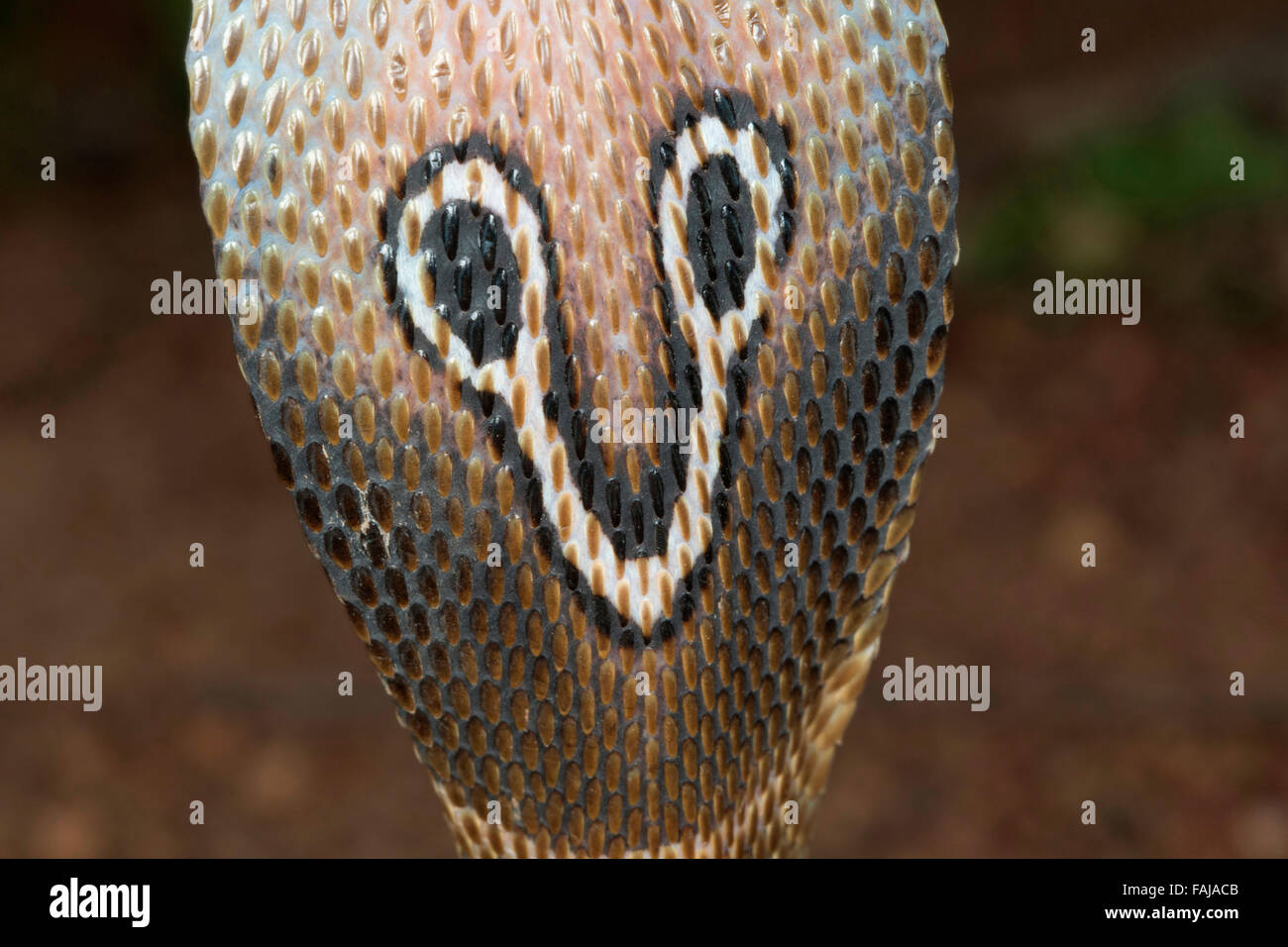 Spectacled cobra, Naja naja, le BCN, Bangalore, India Foto Stock