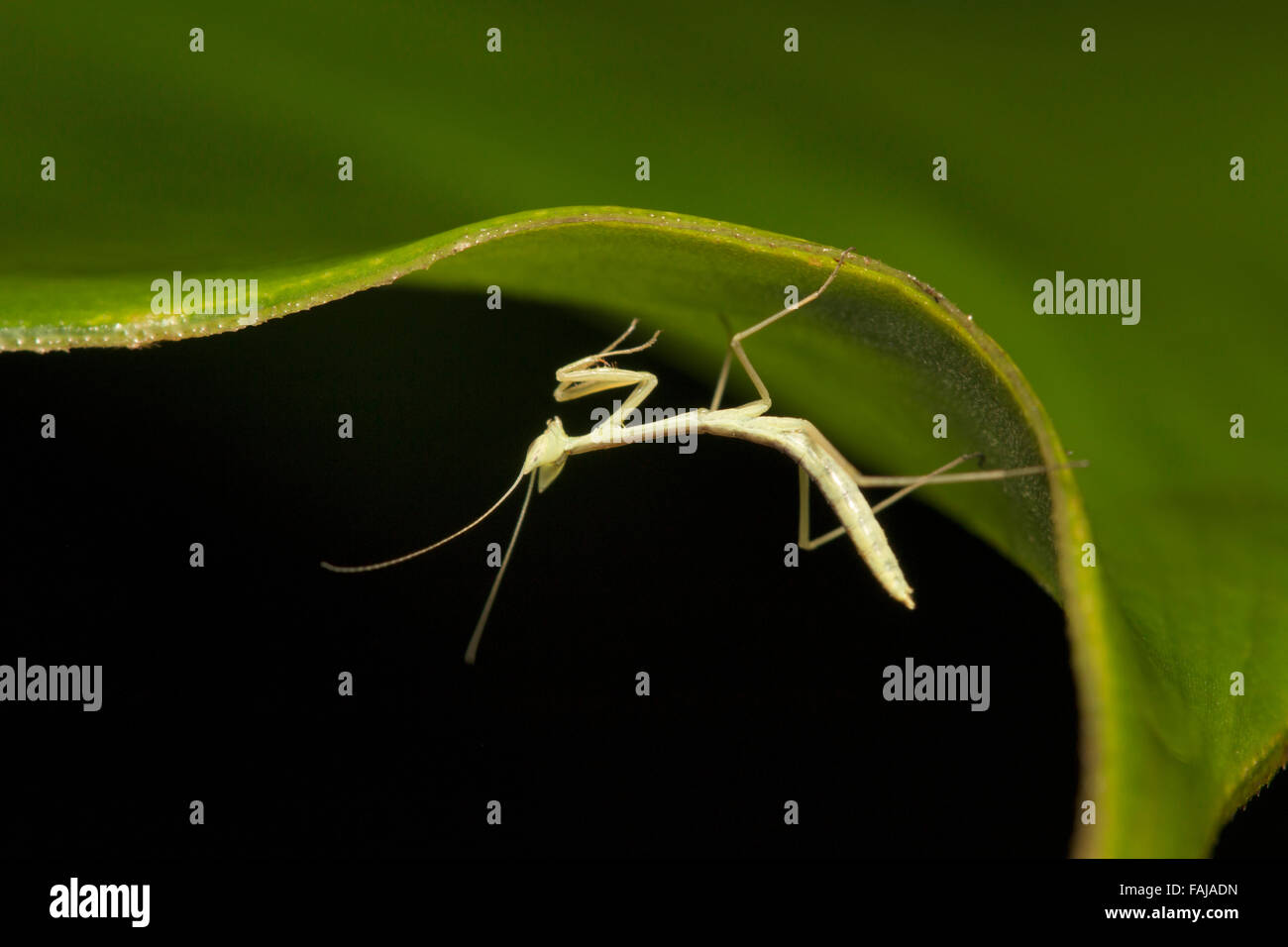 Mantis, Ordine Mantodea, Aarey colonia di latte, India Foto Stock