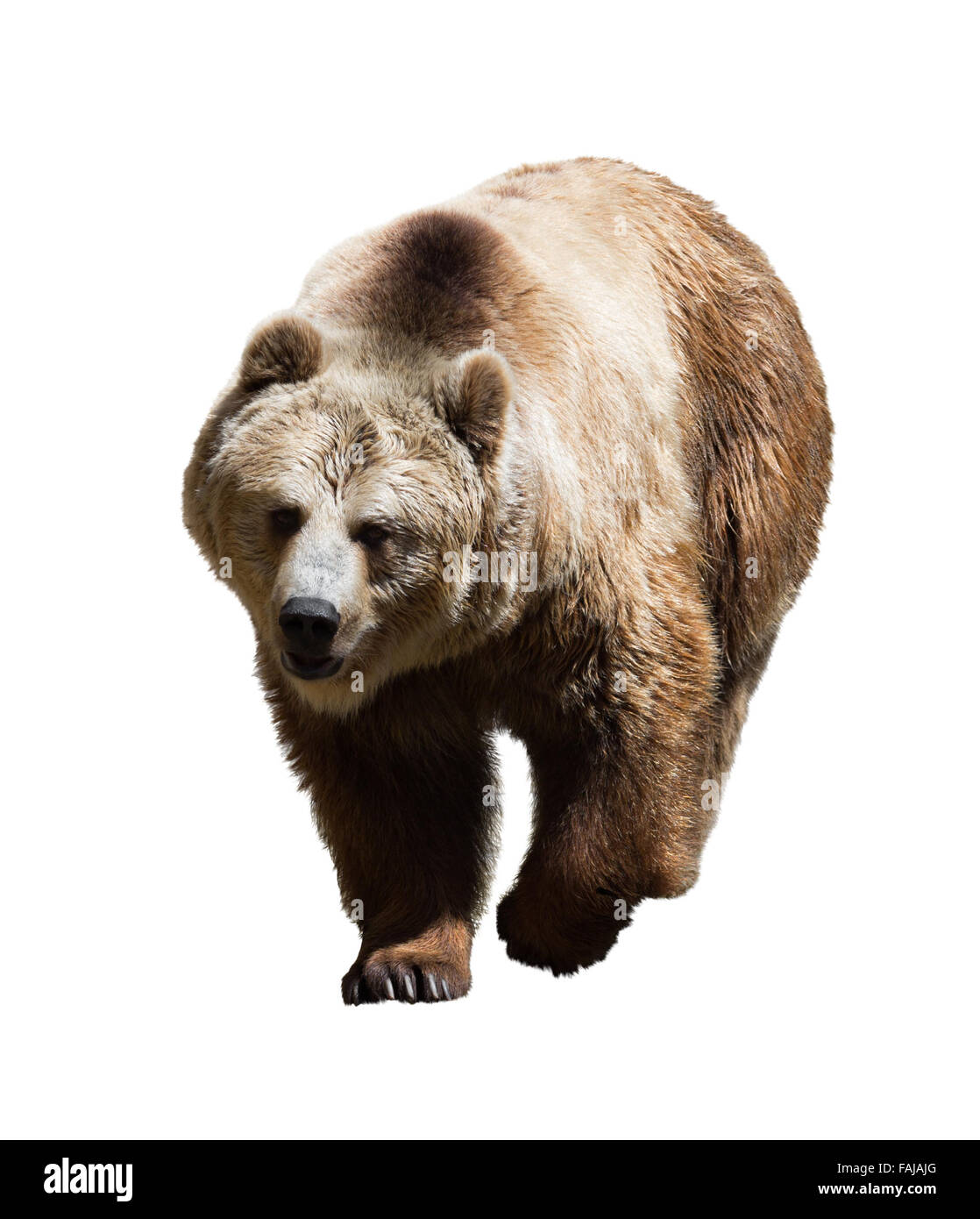 Orso adulto. Isolato su bianco Foto Stock