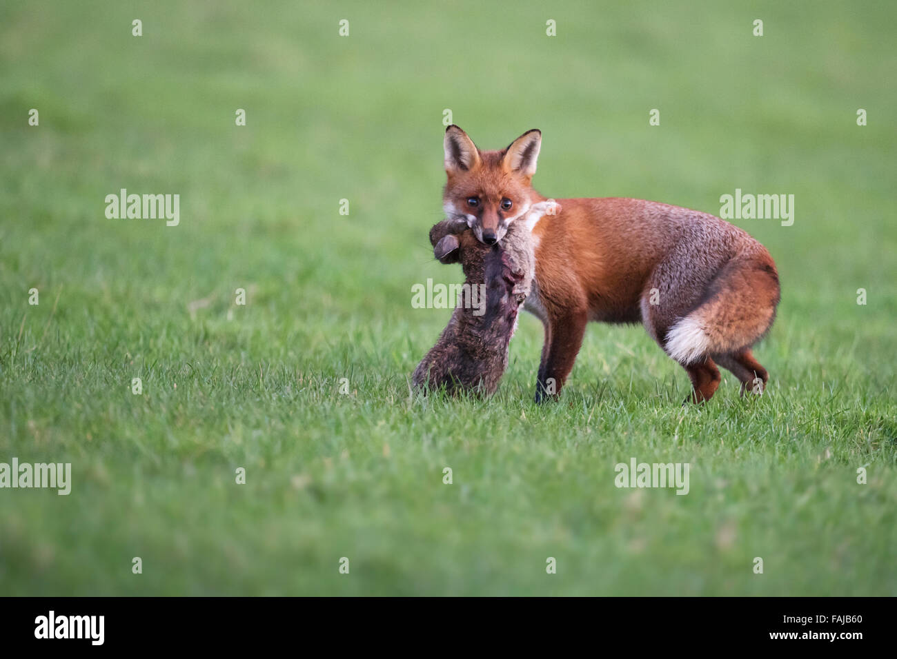 Wild Red Fox (Vulpes vulpes vulpes) con coniglio Foto Stock