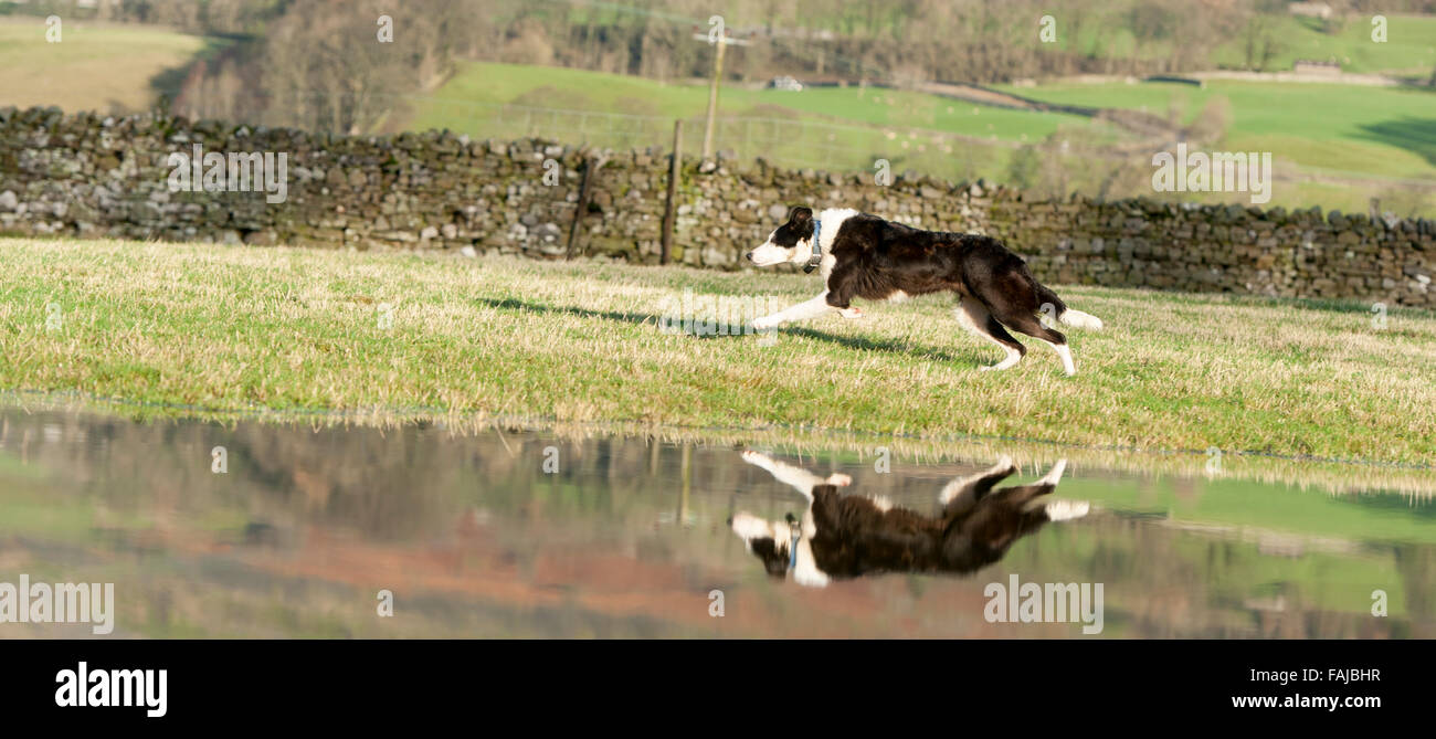 Border Collie sheepdog in esecuzione in campo inondato, riflessa nell'acqua. North Yorkshire, Regno Unito Foto Stock