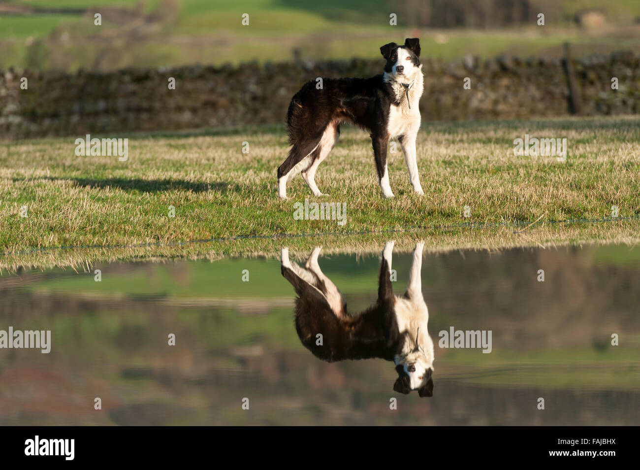 Border Collie sheepdog nel campo inondato, riflessa nell'acqua. North Yorkshire, Regno Unito Foto Stock