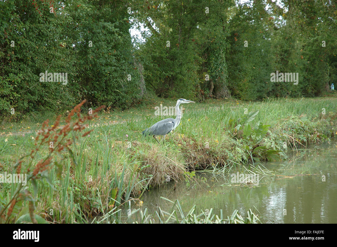 Airone cenerino sul Aylesbury Canal, percorso di traino, Aylesbury, Buckinghamshire Foto Stock