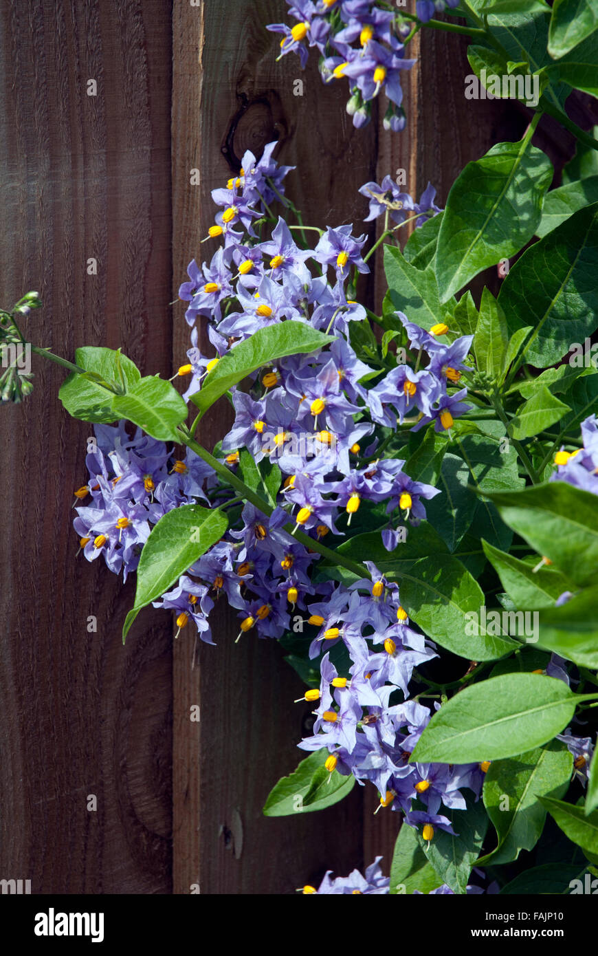 Fioritura blu Solanum crispum nightshade bagno, Somerset England Regno Unito Foto Stock