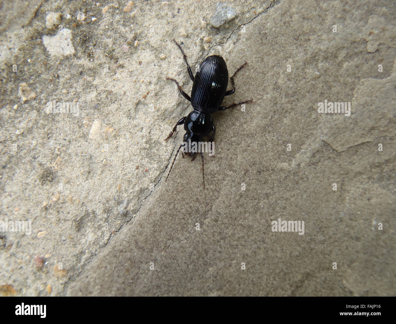 Massa viola beetle (Carabus problematicus) sulla pavimentazione di pietra calcarea lastra Foto Stock