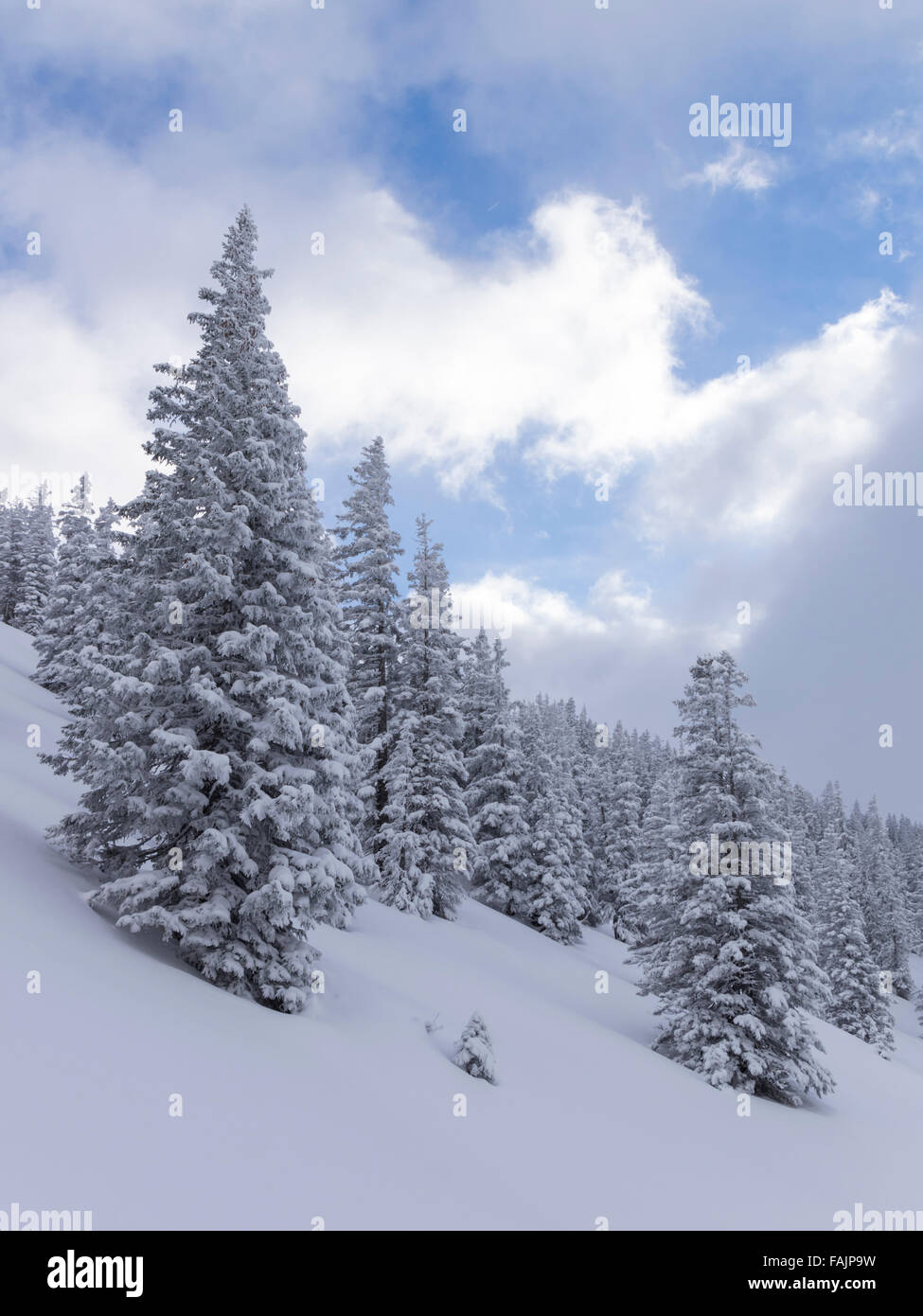 Coperte di neve abeti in un bosco su un pendio di montagna in inverno. Schächental, Cantone di Uri, la Svizzera centrale. Foto Stock