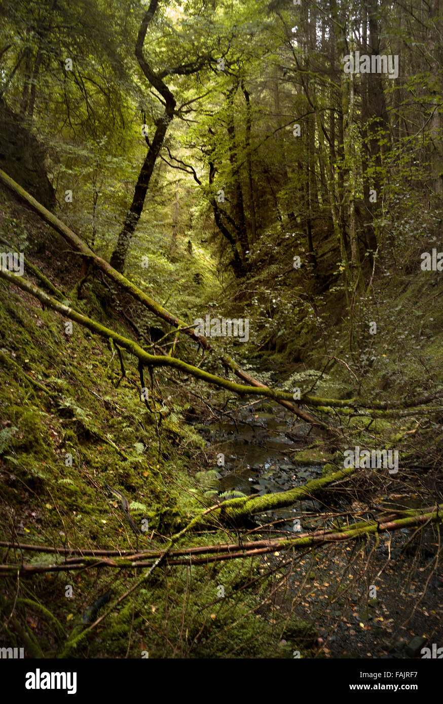 Allen banche in Northumberland Foto Stock