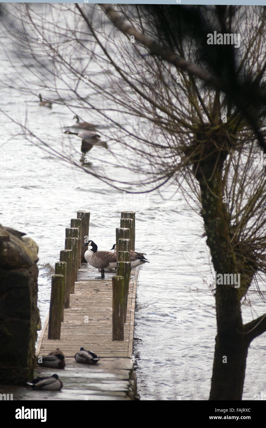 Oche del Canada sul molo in legno, Derwent Water Lake District Foto Stock