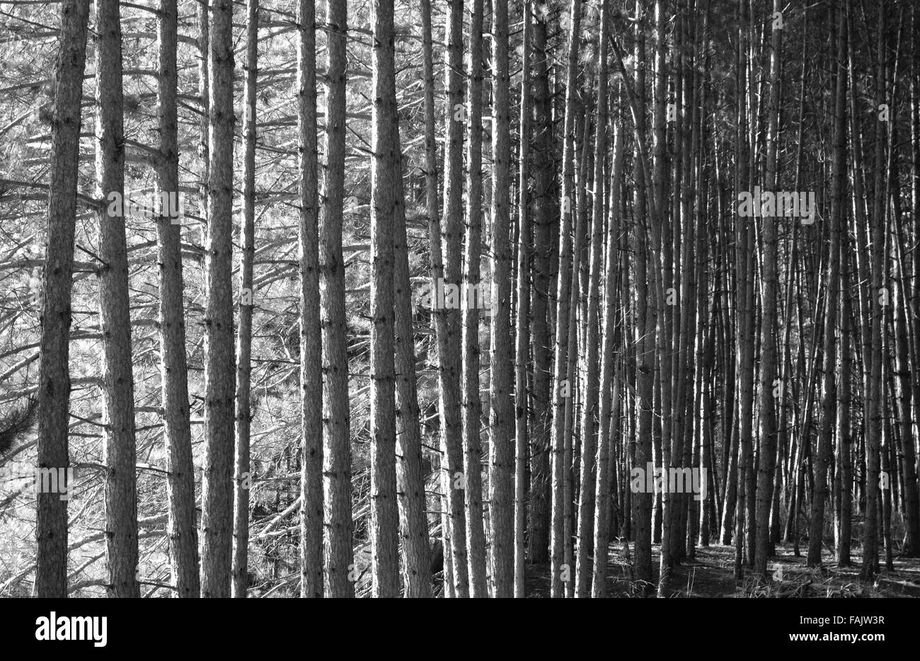 Gli alberi in una foresta in Ontario, Canada Foto Stock