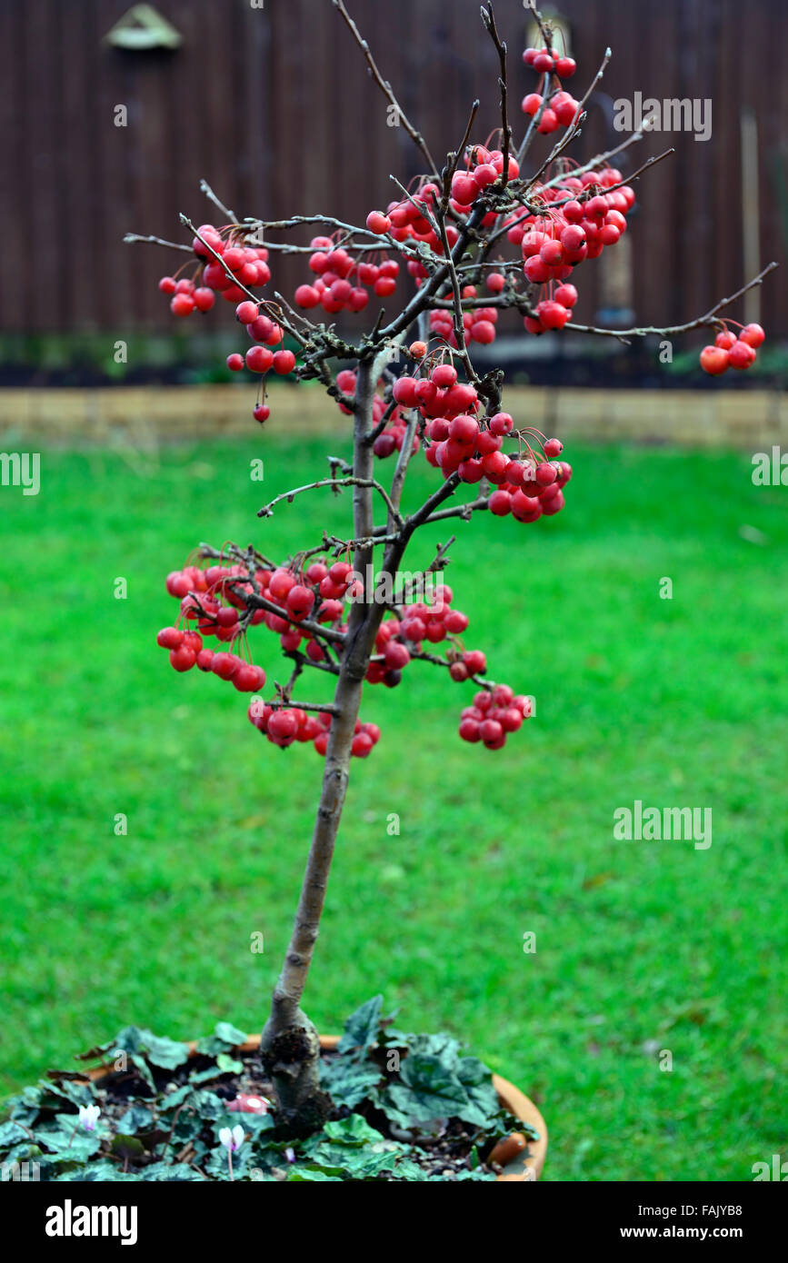 Dwarf crab apple inverno ad albero di natale di bacche rosse bacche mele granchi decorazione decorativi patio pot frutto maturo floreale RM Foto Stock
