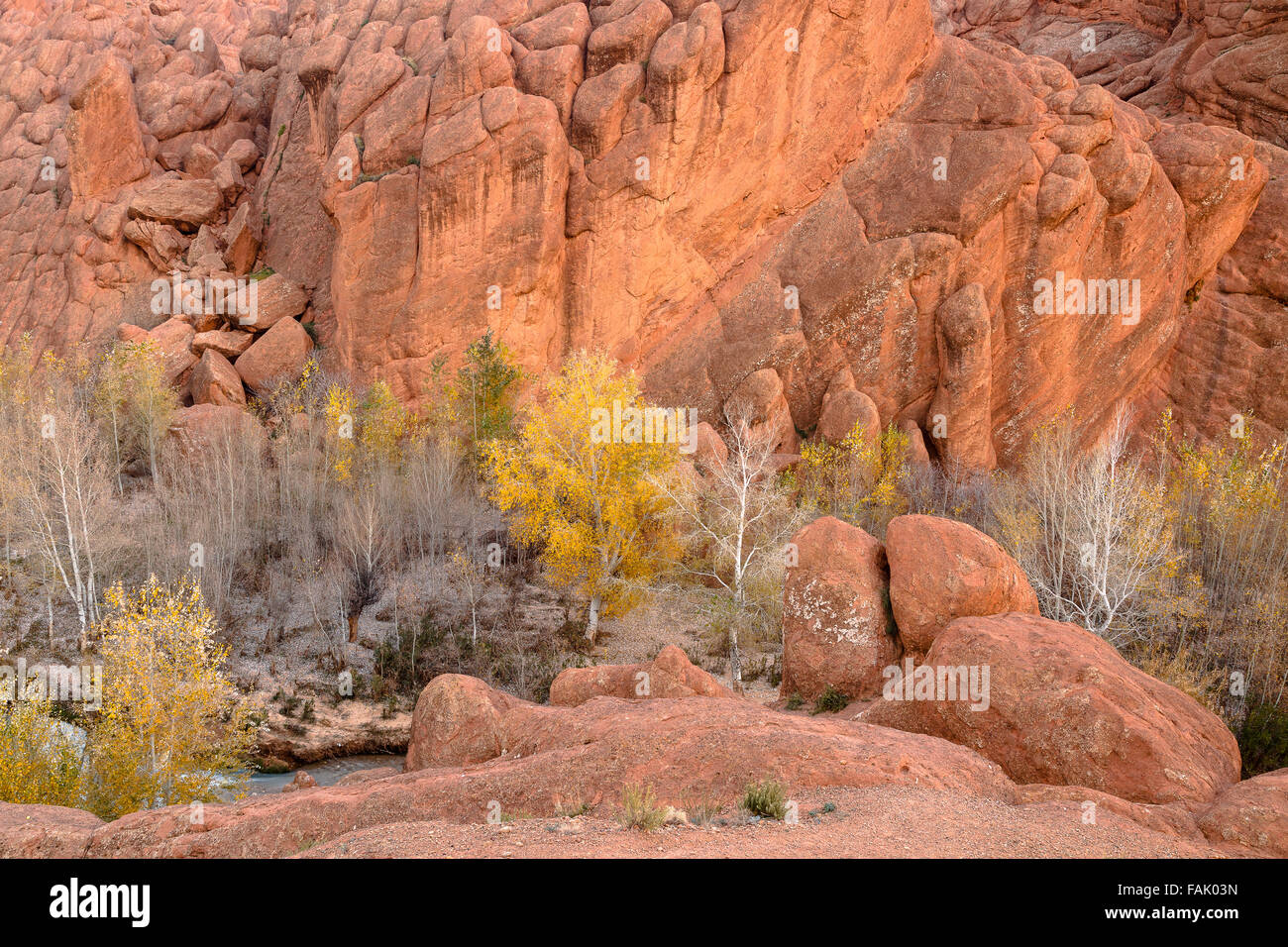 Dita di scimmia. Gole Dades. Dades Valley. Il Marocco. Il Nord Africa. Foto Stock