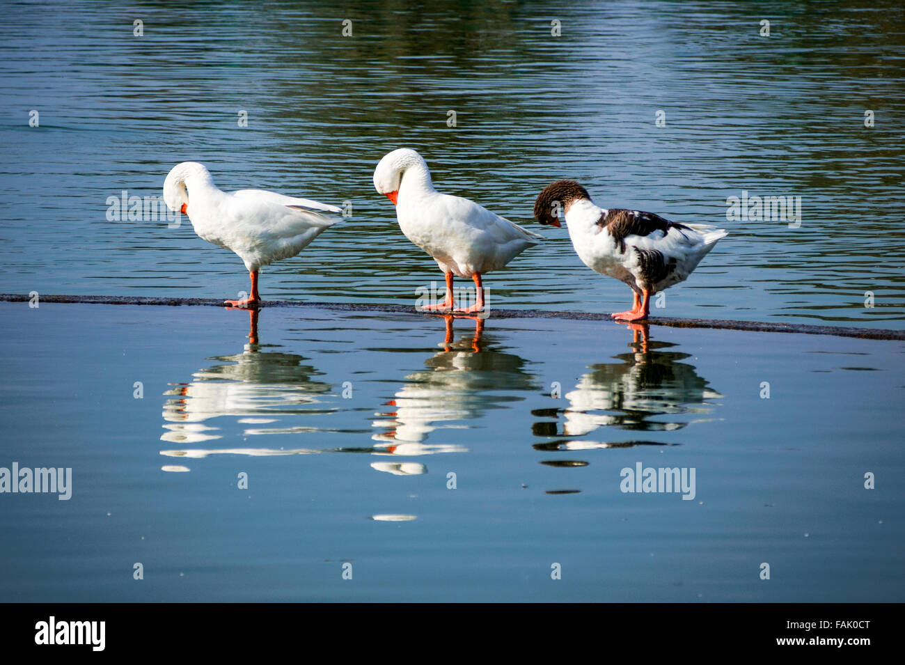 Tre anatre riposare in acqua con teste piegato Foto Stock