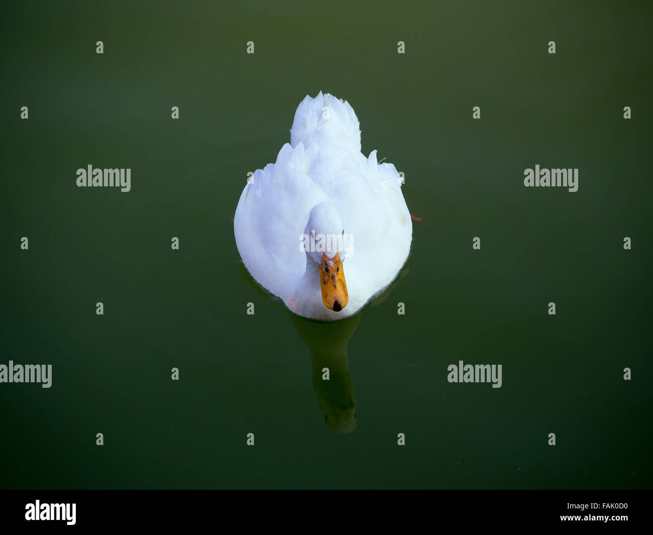 Anatra bianco in acqua Foto Stock Anatra bianco in acqua Foto Stock