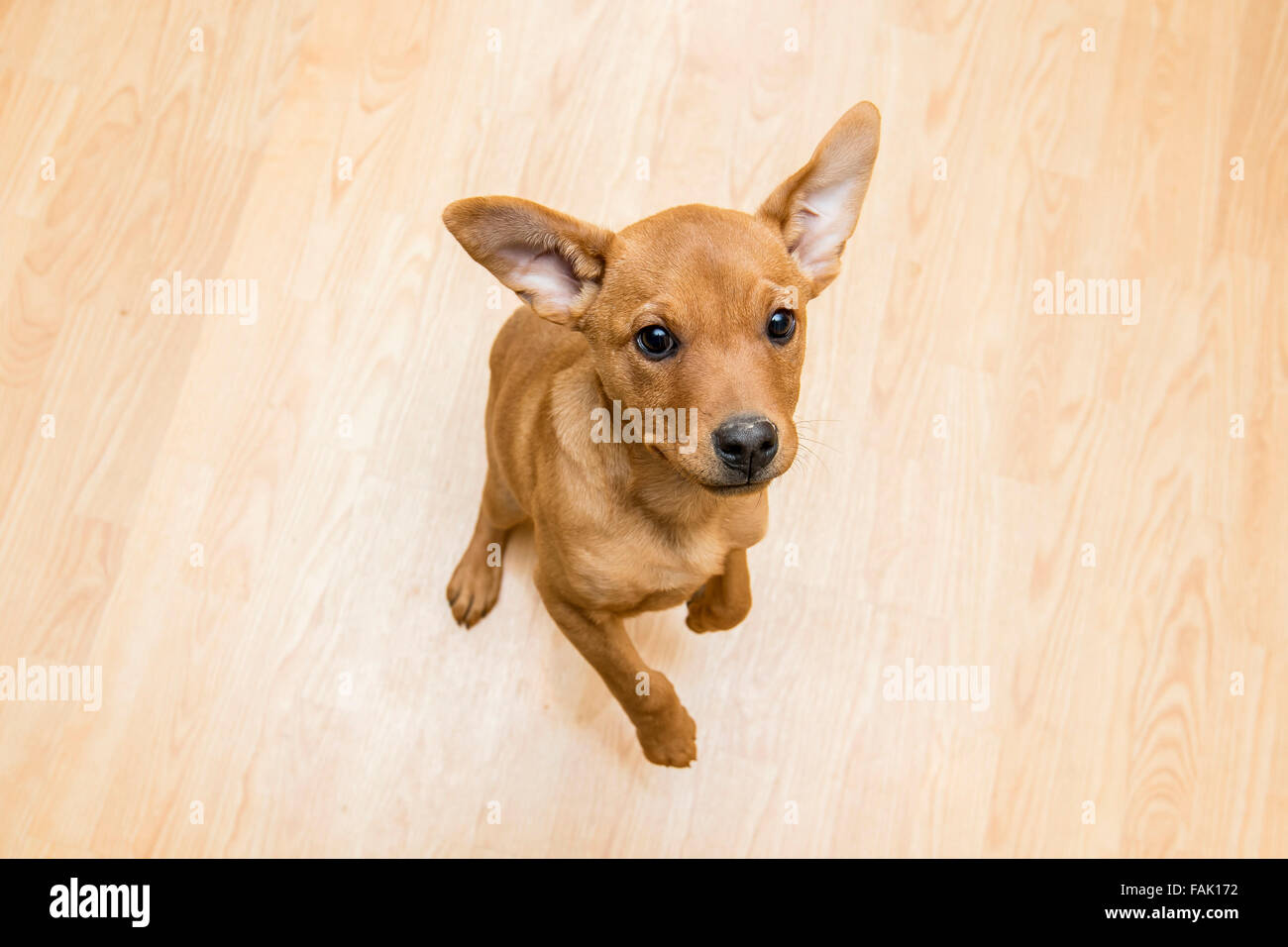 Giocoso cane marrone, interni Foto Stock