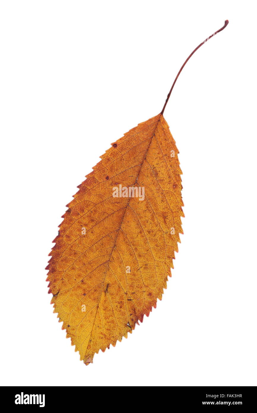 Sbiadita cherry autumn leaf isolate su sfondo bianco Foto Stock