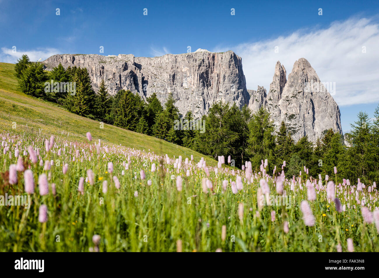 Lo Sciliar con il Santner e Euringer crags, molla, Alpe di Siusi, Parco Naturale Sciliar-Catinaccio, Dolomiti, Alto Adige Foto Stock