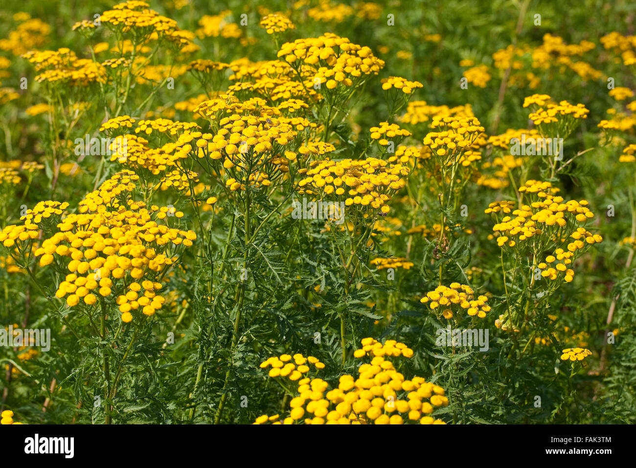 Tansy, pulsanti di amaro, mucca amaro, bottoni oro, Rainfarn, Rain-Farn, Wurmkraut, Tanacetum vulgare, crisantemo vulgare Foto Stock