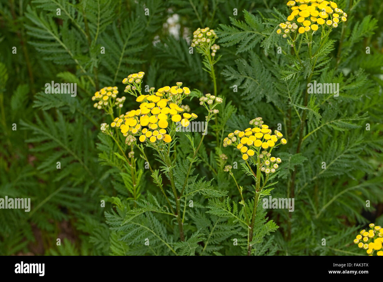 Tansy, pulsanti di amaro, mucca amaro, bottoni oro, Rainfarn, Rain-Farn, Wurmkraut, Tanacetum vulgare, crisantemo vulgare Foto Stock