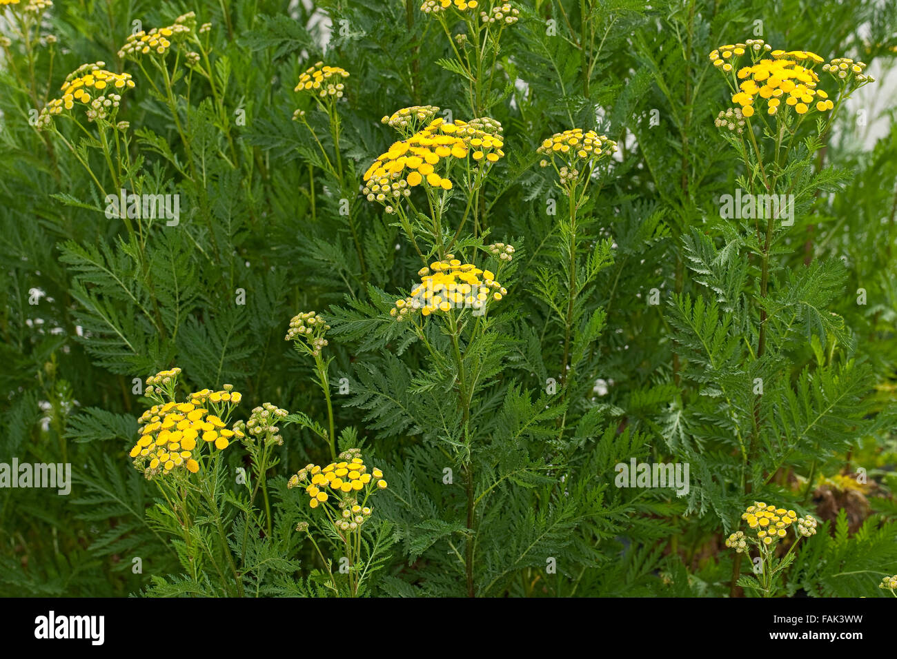 Tansy, pulsanti di amaro, mucca amaro, bottoni oro, Rainfarn, Rain-Farn, Wurmkraut, Tanacetum vulgare, crisantemo vulgare Foto Stock
