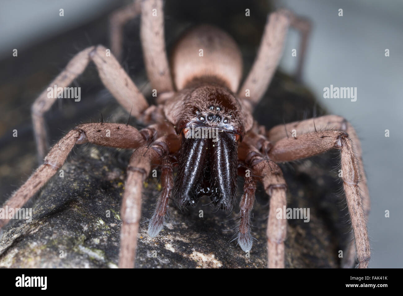 Massa spider, Caccia spider, Plattbauchspinne, Plattbauch-Spinne, Glattbauchspinne, Drassodes sp., Gnaphosidae Foto Stock