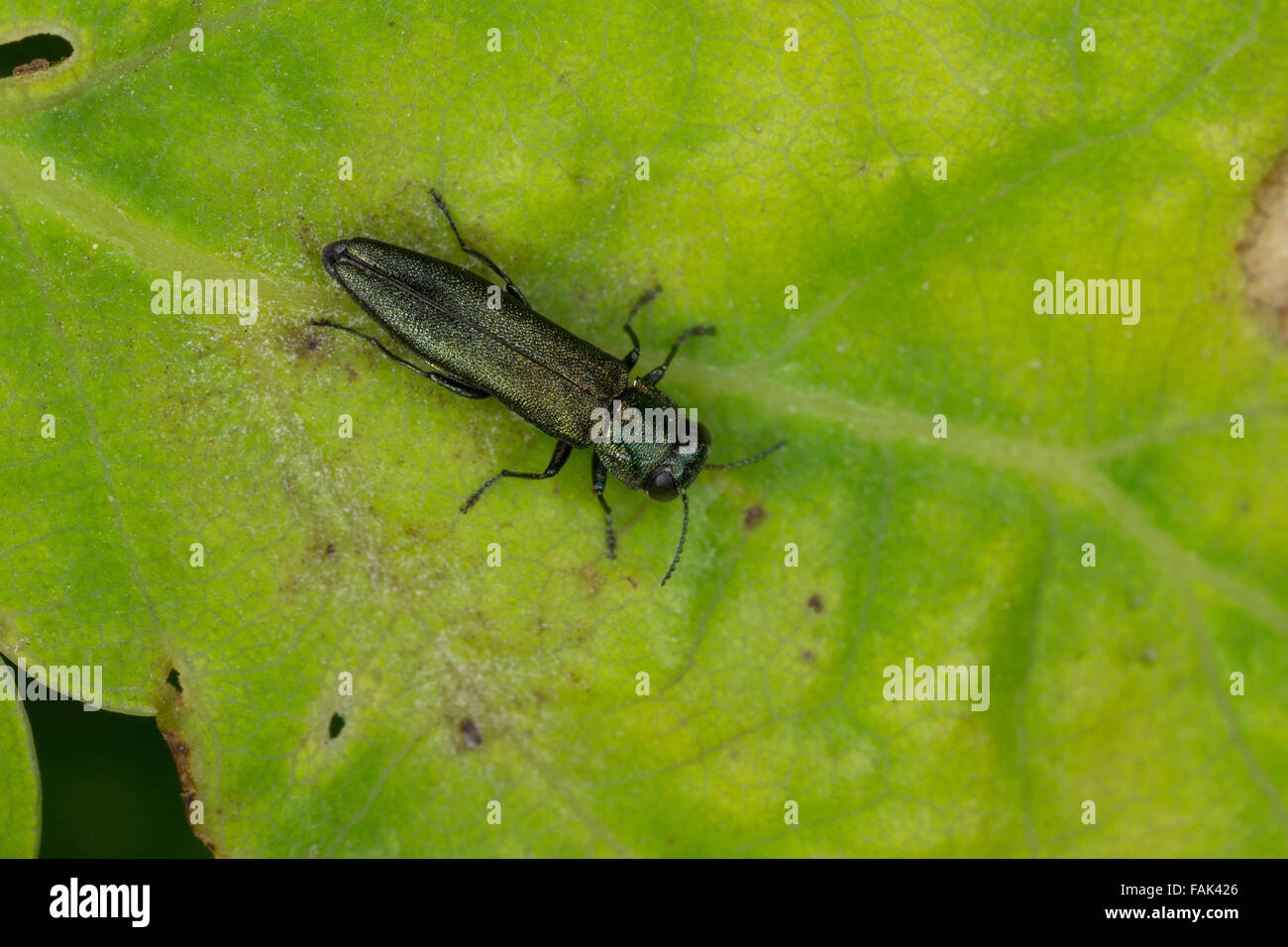 Gioiello beetle, Buprestid, Prachtkäfer un Eiche, Agrilus spec. Foto Stock