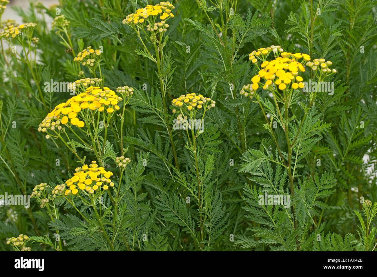 Tansy, pulsanti di amaro, mucca amaro, bottoni oro, Rainfarn, Rain-Farn, Wurmkraut, Tanacetum vulgare, crisantemo vulgare Foto Stock