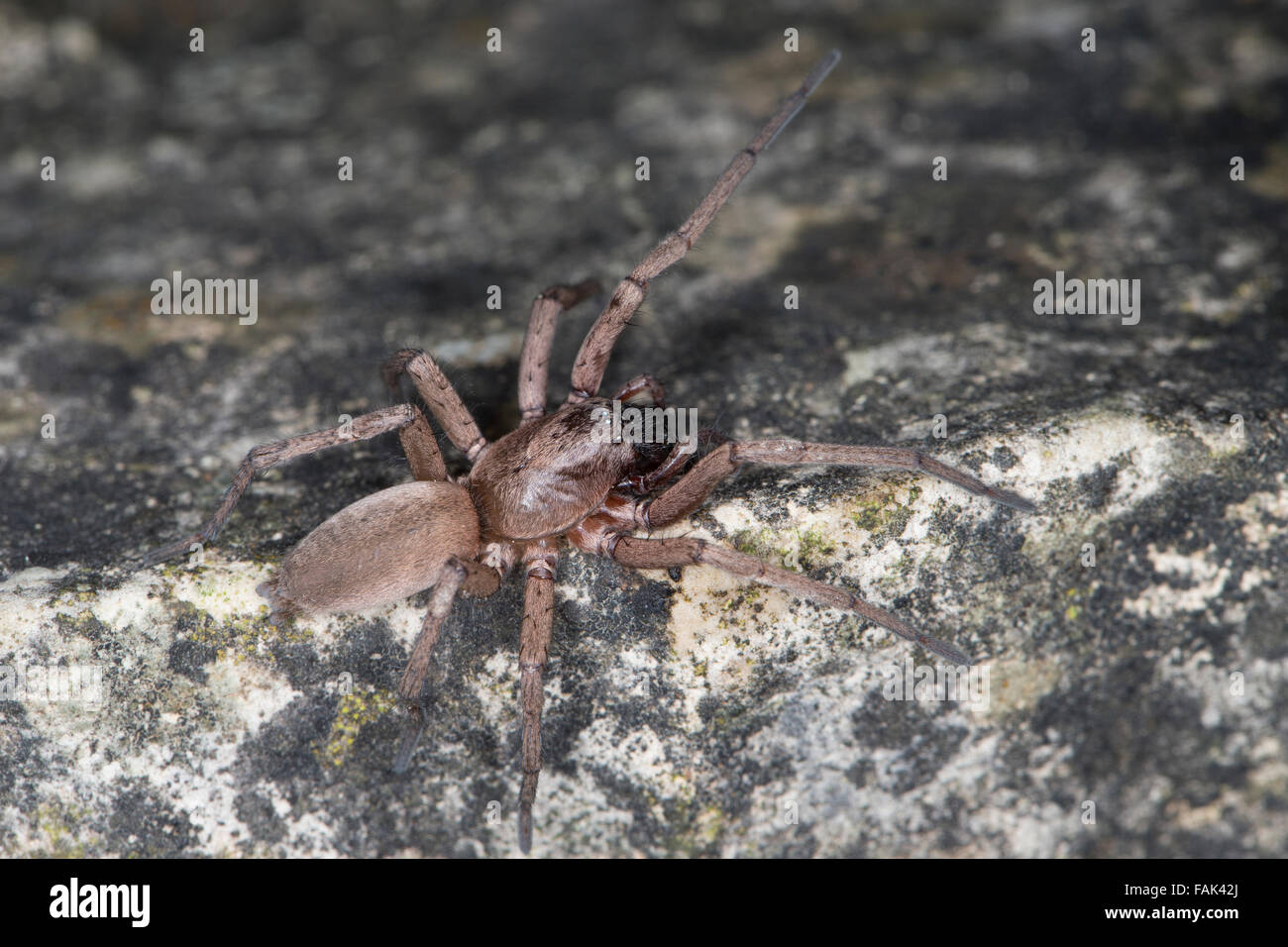 Massa spider, Caccia spider, Plattbauchspinne, Plattbauch-Spinne, Glattbauchspinne, Drassodes sp., Gnaphosidae Foto Stock