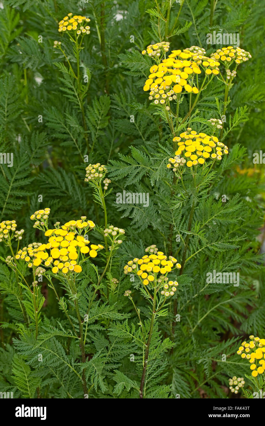 Tansy, pulsanti di amaro, mucca amaro, bottoni oro, Rainfarn, Rain-Farn, Wurmkraut, Tanacetum vulgare, crisantemo vulgare Foto Stock