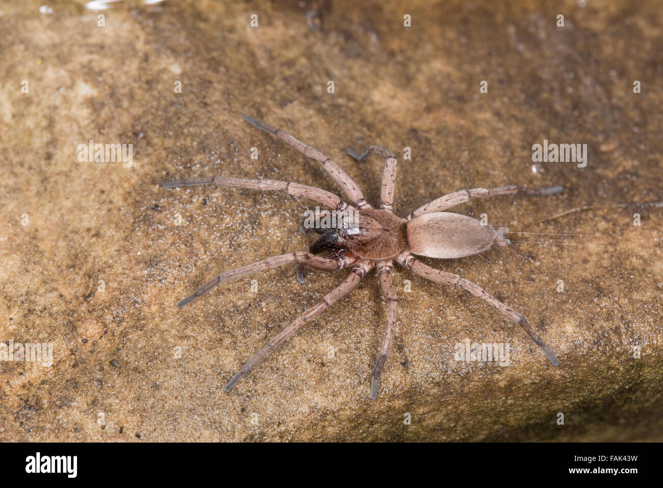 Massa spider, Caccia spider, Plattbauchspinne, Plattbauch-Spinne, Glattbauchspinne, Drassodes sp., Gnaphosidae Foto Stock