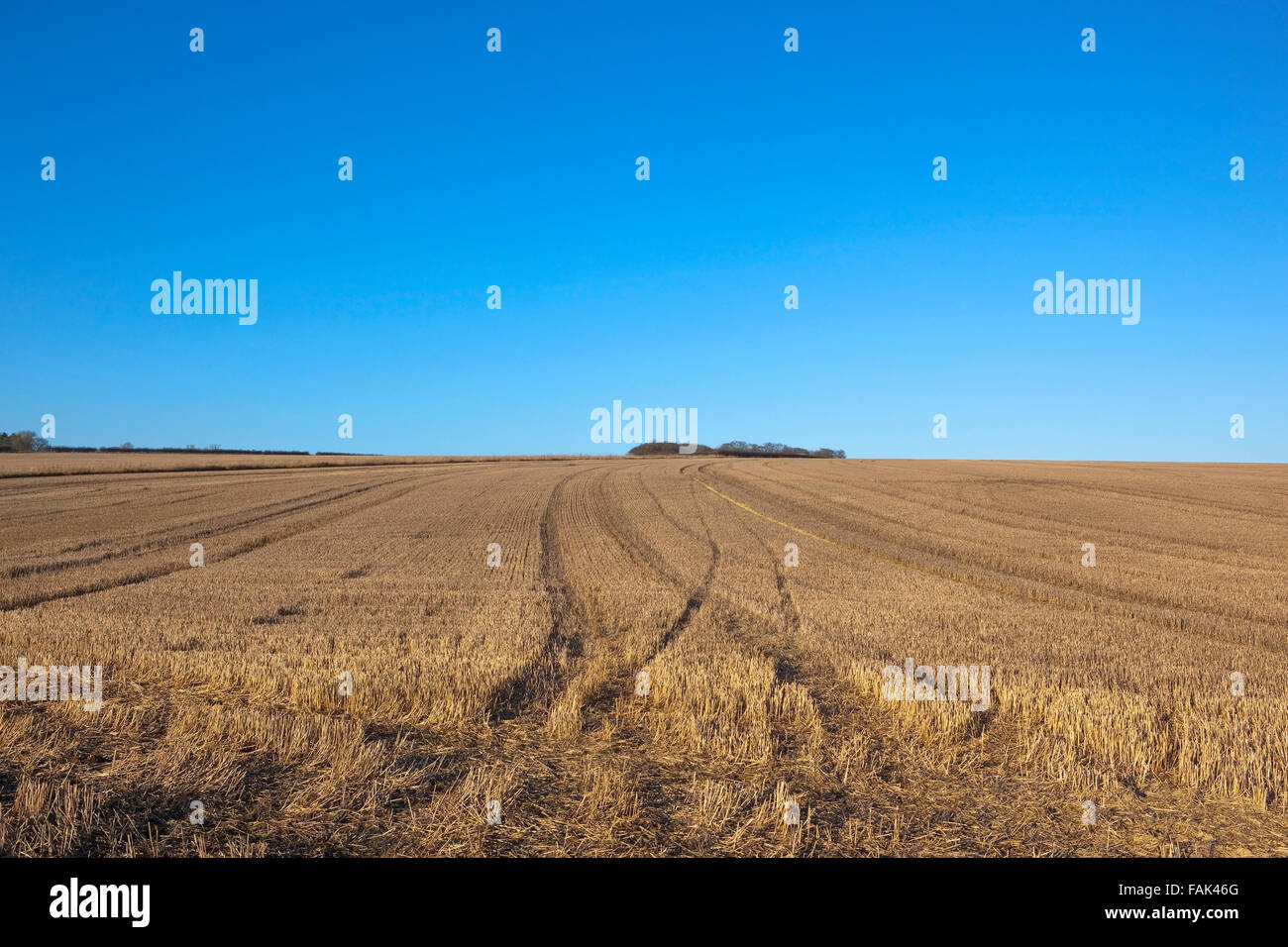 I modelli e le texture di un inverno campo di stoppie sotto un cielo blu chiaro in Yorkshire wolds in una bella giornata di dicembre. Foto Stock